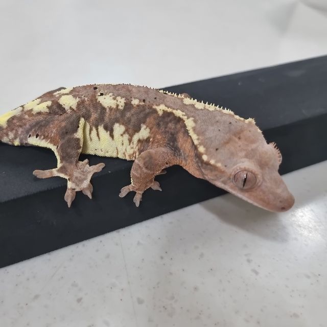 프라푸치노 레드