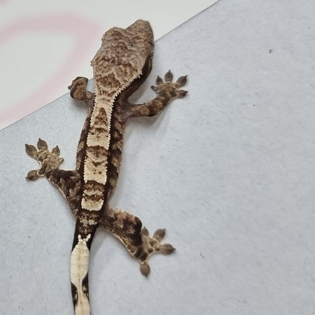 카푸치노 드리피