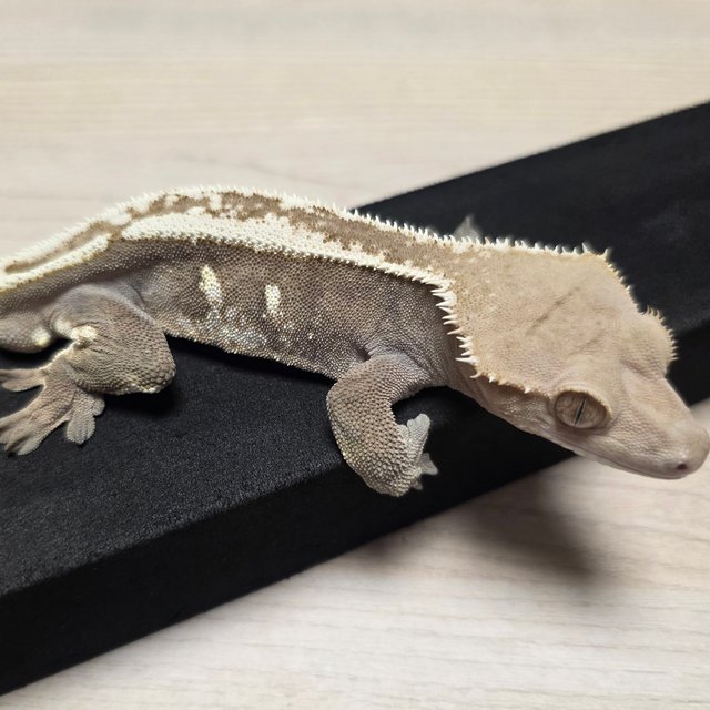 세이블 핀스트라이프 화이트스팟