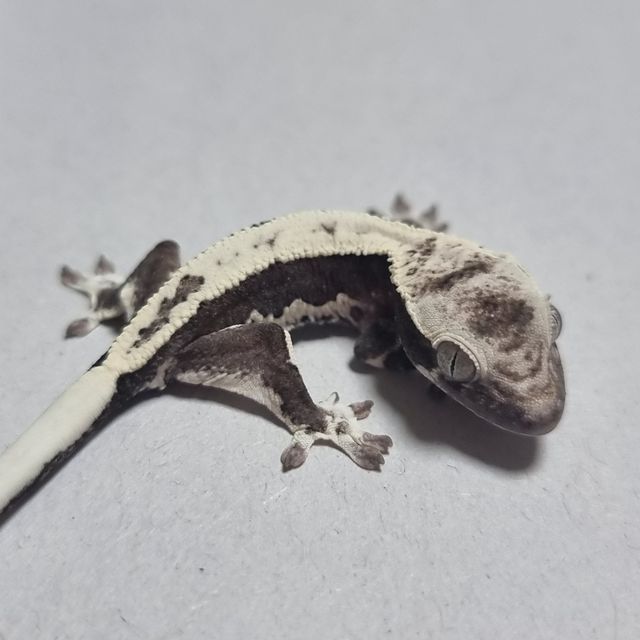 릴잔틱 화이트 블랙