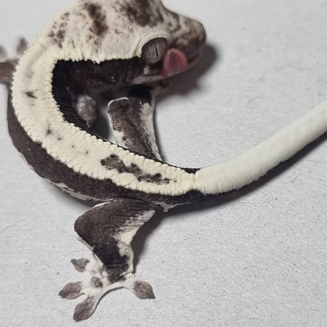 릴잔틱 화이트 블랙