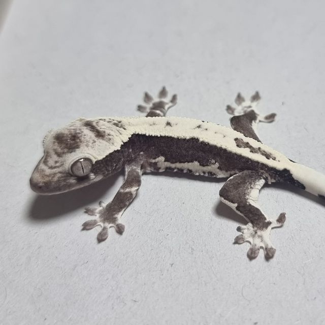 릴잔틱 화이트 블랙