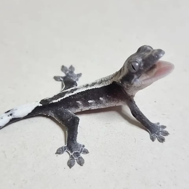 아잔틱