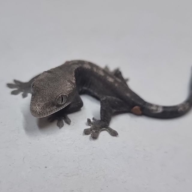 루왁 블랙
