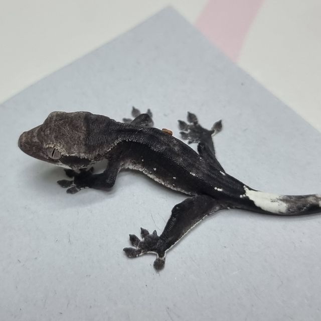 아잔틱