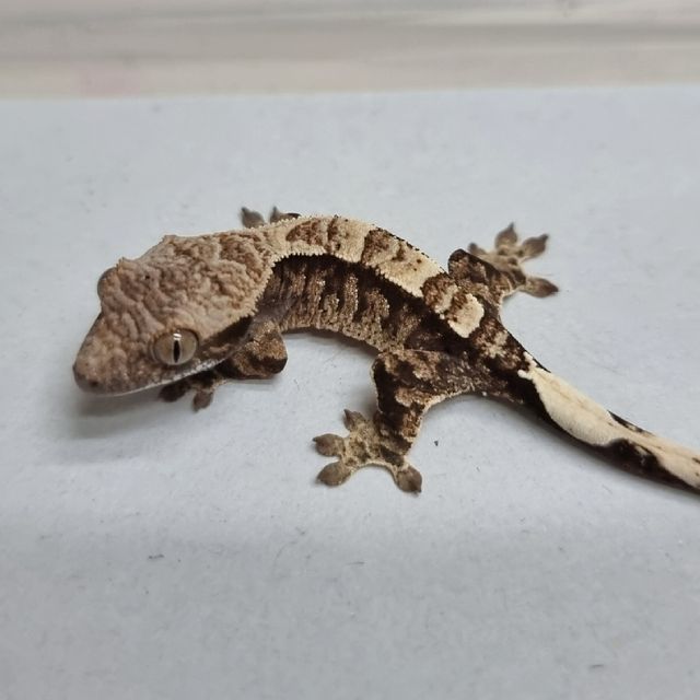 카푸치노 드리피