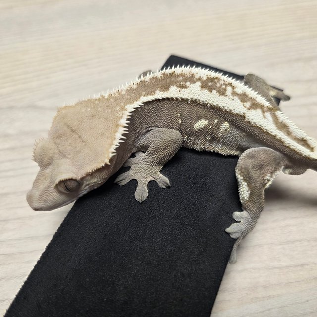 세이블 핀스트라이프 화이트스팟