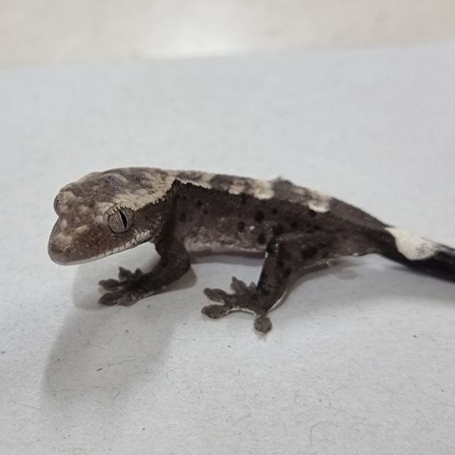 아잔틱