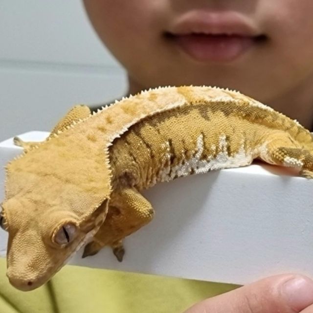 트라이