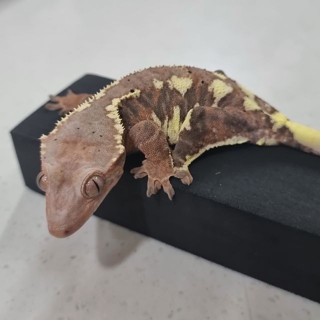 프라푸치노 레드