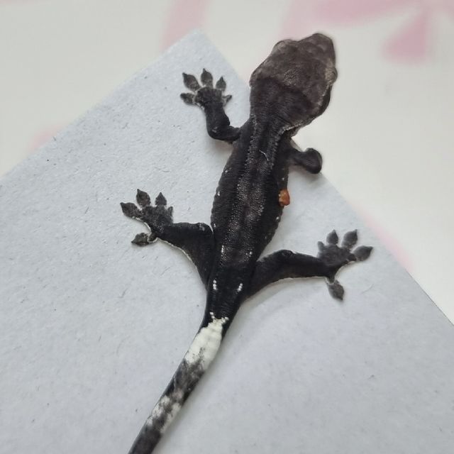 아잔틱