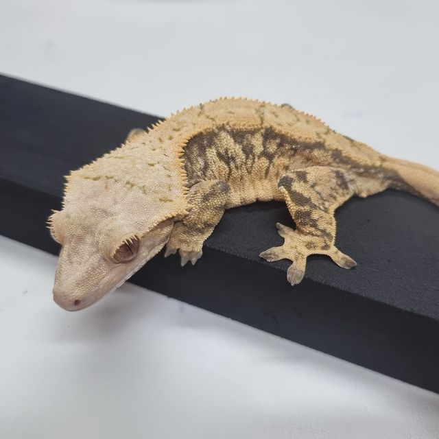 익스트림할리퀸