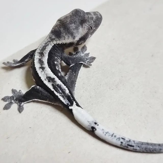 아잔틱