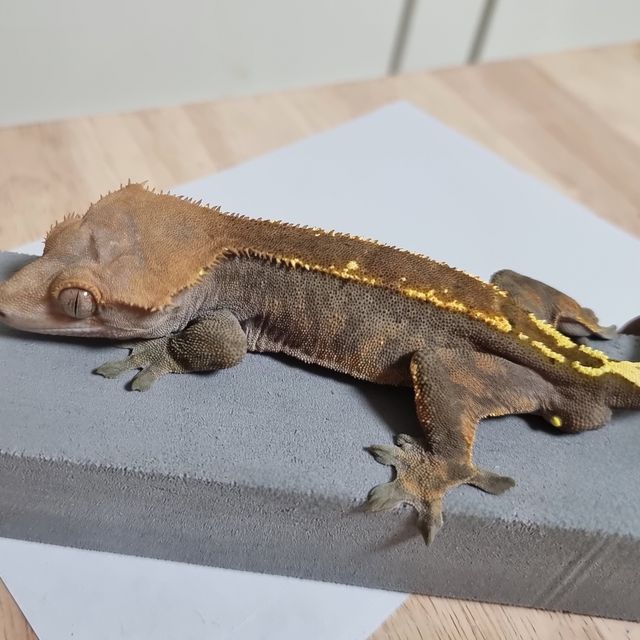 카푸치노