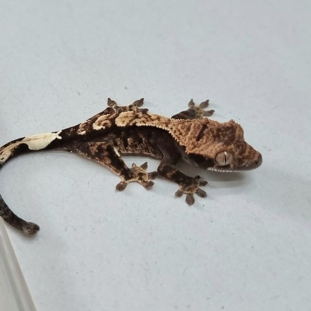 카푸치노 다크