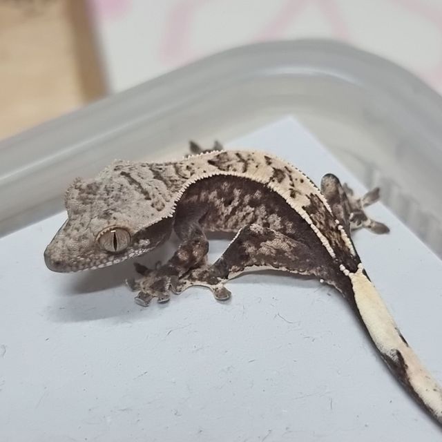 카푸치노 화이트스팟 화이트핀