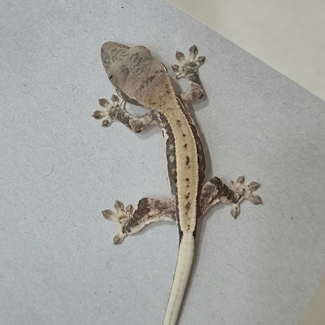 프라푸치노 풀핀 화이트
