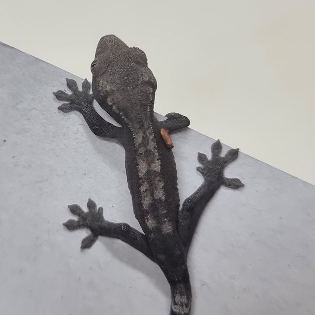 루왁 블랙