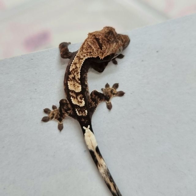 카푸치노 다크