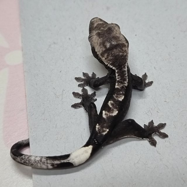 아잔틱