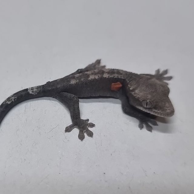 루왁 블랙