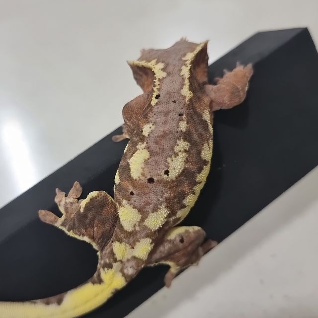 프라푸치노 레드