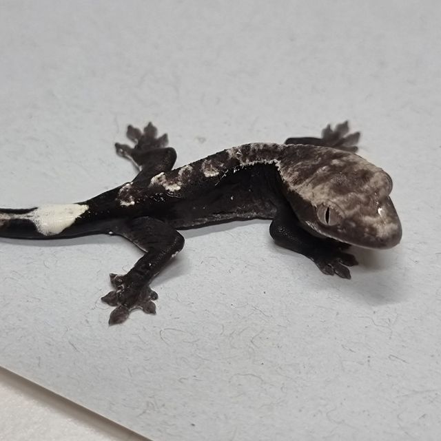 아잔틱