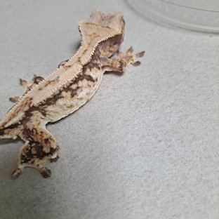 노멀 드리피 쿼드