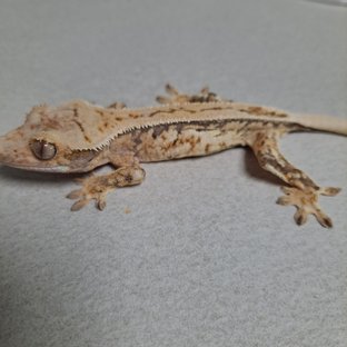 노멀 드리피 쿼드 풀핀