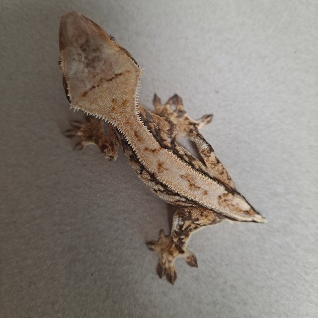 노멀 드리피 쿼드