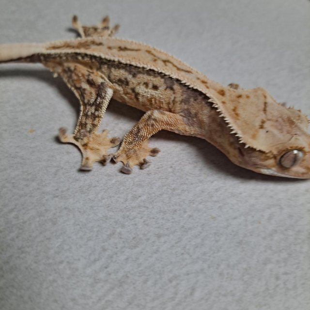 노멀 드리피 쿼드 풀핀