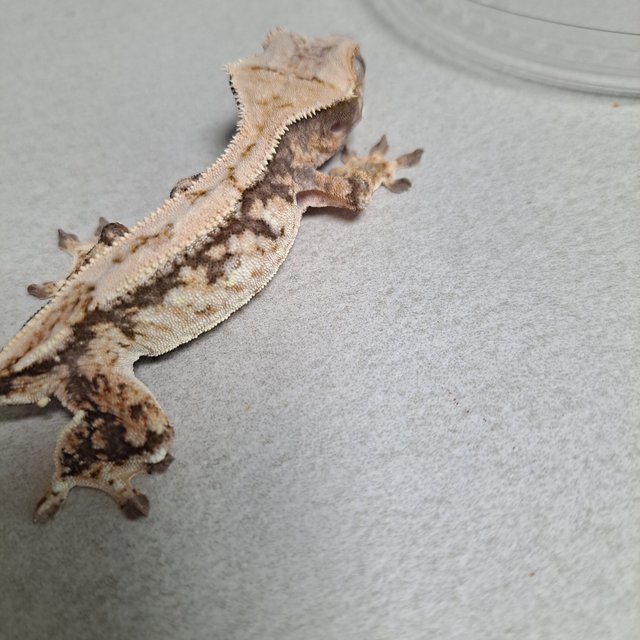 노멀 드리피 쿼드