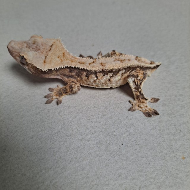 노멀 드리피 쿼드