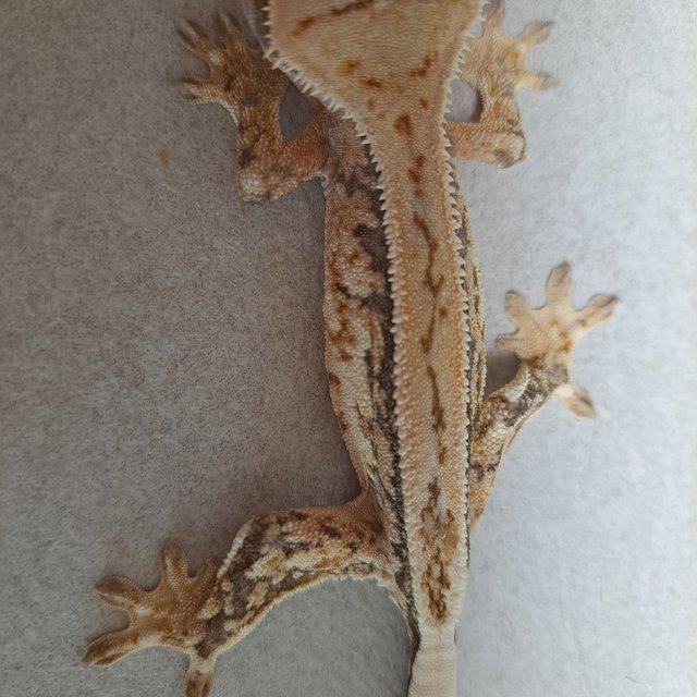 노멀 드리피 쿼드 풀핀