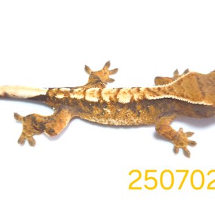 노멀 트라이 익스트림할리퀸 할리퀸 텐저린 옐로우