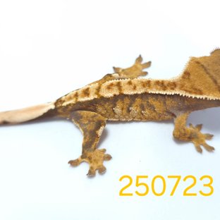 노멀 할리퀸 익스트림할리퀸 트라이 옐로우 텐저린