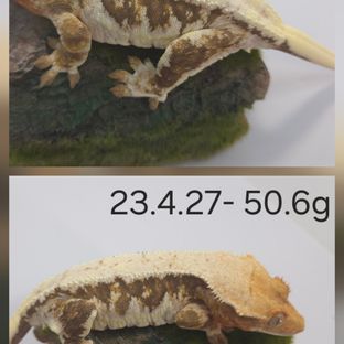 릴리화이트 트라이 다크 화이트