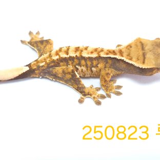 노멀 트라이 익스트림할리퀸 할리퀸 옐로우 텐저린