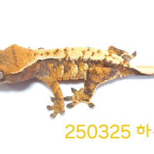 노멀 익스트림할리퀸 화이트핀 바브 텐저린