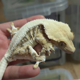 릴리화이트 트라이 풀핀 옐로우 화이트