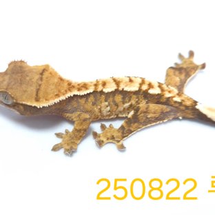 노멀 트라이 익스트림할리퀸 할리퀸 옐로우 텐저린