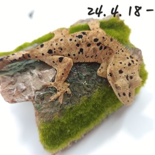 슈퍼달마시안