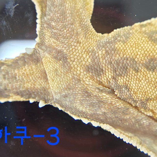 노멀 트라이 익스트림할리퀸 할리퀸 옐로우