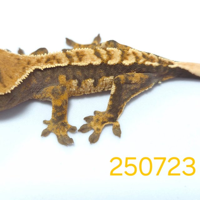 노멀 트라이 익스트림할리퀸 할리퀸 다크 옐로우