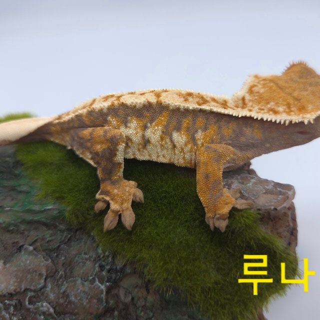 노멀 트라이 익스트림할리퀸 텐저린 화이트핀 옐로우