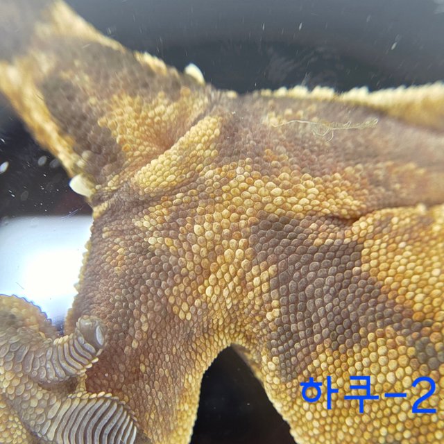 노멀 익스트림할리퀸 화이트핀 바브 텐저린