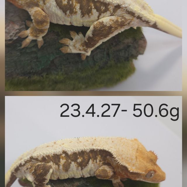 릴리화이트 트라이 다크 화이트