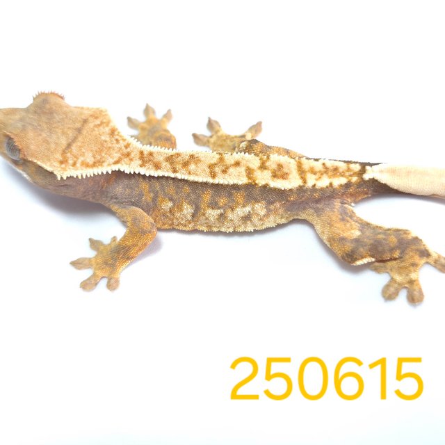 노멀 익스트림할리퀸 할리퀸 옐로우 텐저린