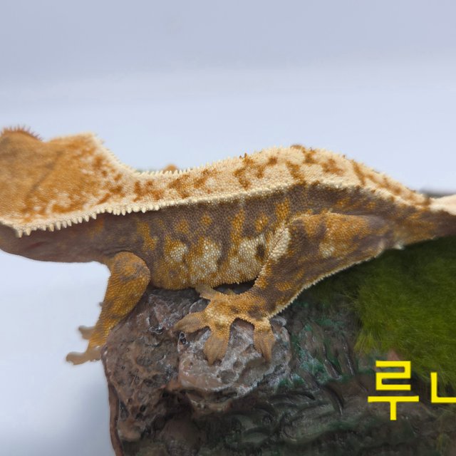 노멀 트라이 익스트림할리퀸 텐저린 화이트핀 옐로우