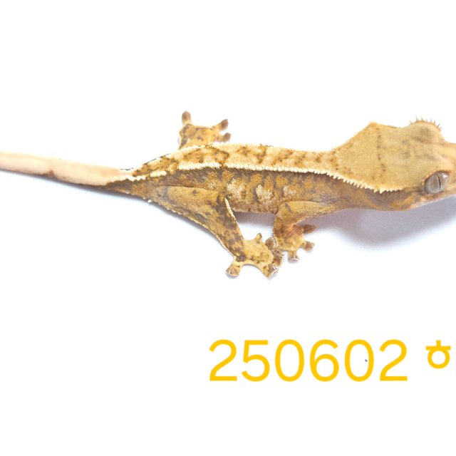 노멀 트라이 익스트림할리퀸 할리퀸 옐로우